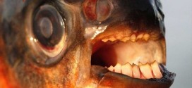 Pictures of Fish with Human Teeth – Pacu Fish