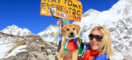 Rescued Stray Dog Climbs Mount Everest!